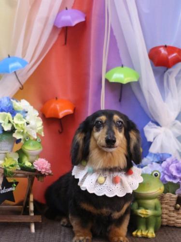 20230624クロスちゃん